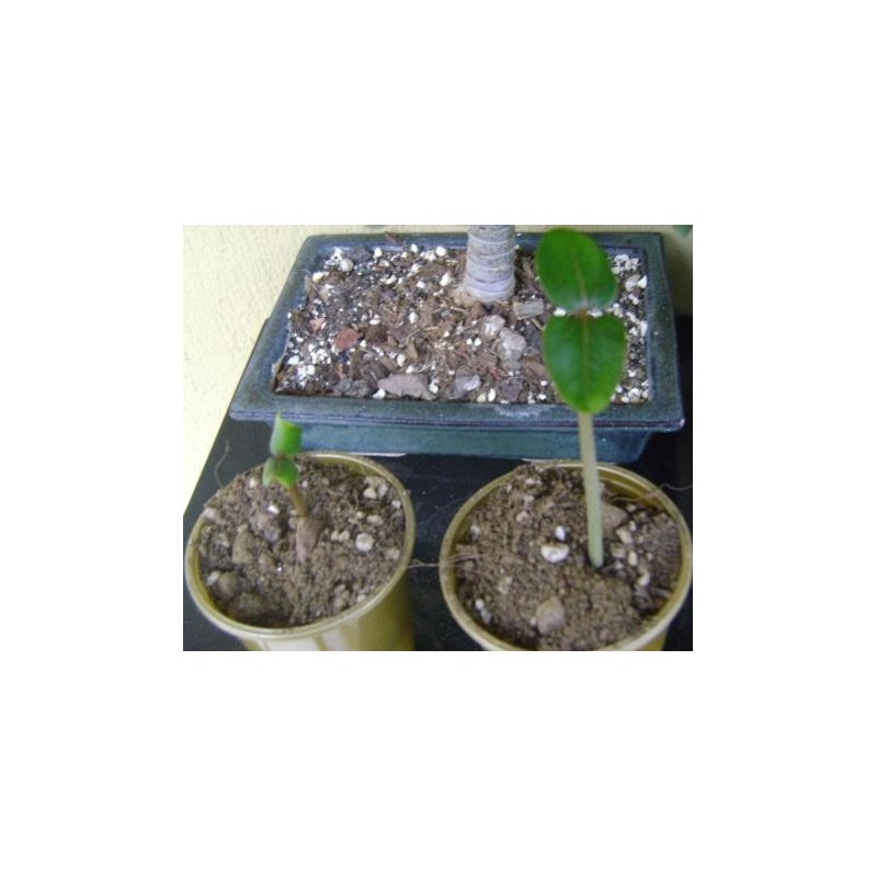 Price: €3.75 - Semințe de nuci fizice (Jatropha curcas) - 