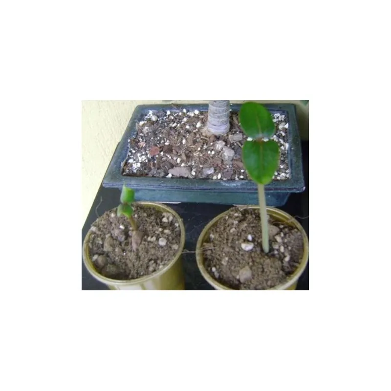 Σπόροι Jatropha curcas
