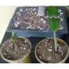Price: €3.75 - Semințe de nuci fizice (Jatropha curcas) - 