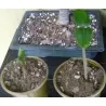 Σπόροι Jatropha curcas