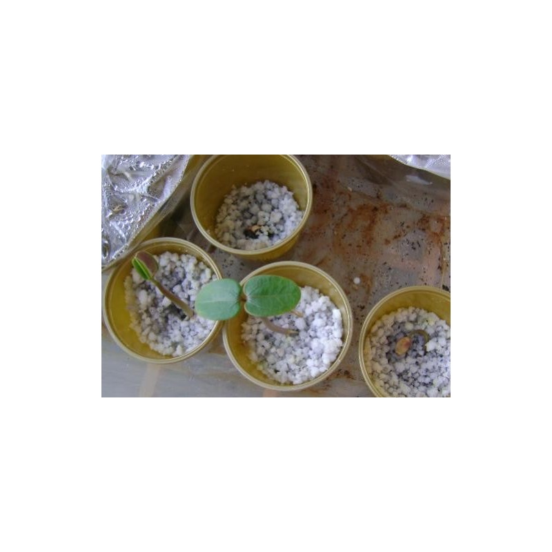 Price: €3.75 - Semințe de nuci fizice (Jatropha curcas) - 