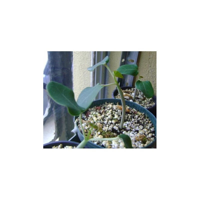 Price: €3.75 - Semințe de nuci fizice (Jatropha curcas) - 