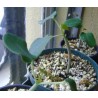 Price: €3.75 - Semințe de nuci fizice (Jatropha curcas) - 