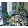 Σπόροι Jatropha curcas