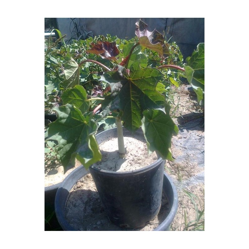 Price: €3.75 - Semințe de nuci fizice (Jatropha curcas) - 