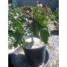 Price: €3.75 - Semințe de nuci fizice (Jatropha curcas) - 