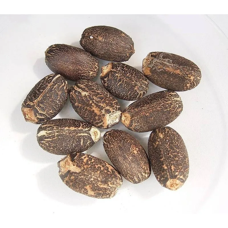 Σπόροι Jatropha curcas
