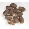 Σπόροι Jatropha curcas