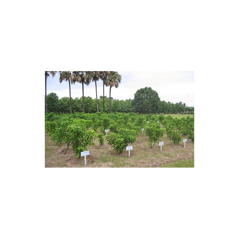 Price: €3.75 - Semințe de nuci fizice (Jatropha curcas) - 