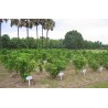 Price: €3.75 - Semințe de nuci fizice (Jatropha curcas) - 
