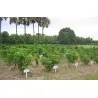 Σπόροι Jatropha curcas