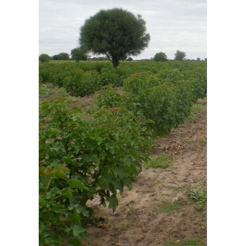 Price: €3.75 - Semințe de nuci fizice (Jatropha curcas) - 