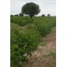Price: €3.75 - Semințe de nuci fizice (Jatropha curcas) - 