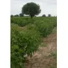 Σπόροι Jatropha curcas