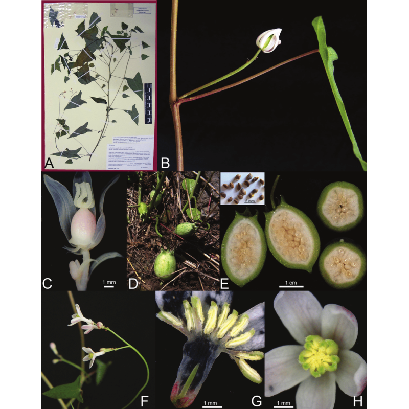 Semena Granadina (Jarilla heterophylla)