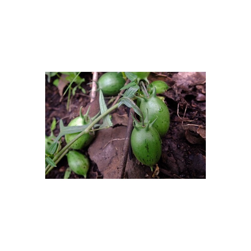 Sementes de Granadina (Jarilla heterophylla)