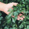 Price: €8 - Semi (6.000) Di Prezzemolo Gigante Piatto (Petroselinum Crispum) - 
