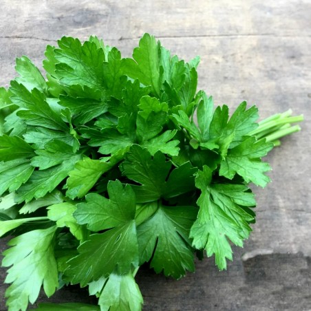 Price: €8 - Semi (6.000) Di Prezzemolo Gigante Piatto (Petroselinum Crispum) -