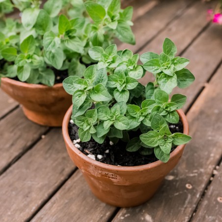 Price: €2.5 - Semi di Origano greco (Origanum vulgare) -