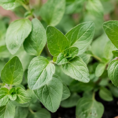 Price: €2.5 - Grekisk Kungsmynta Frön (Origanum vulgare) -