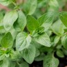 Price: €2.5 - Grekisk Kungsmynta Frön (Origanum vulgare) - 