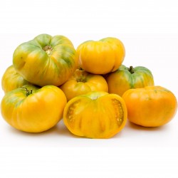 Price: €1.85 - Tomato Seeds Persimmon Orange - Seeds Gallery