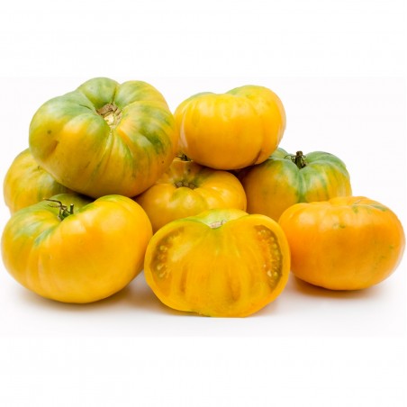 Price: €1.85 - Sementes de Tomate Persimmon Orange - Seeds Gallery