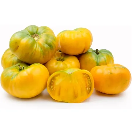 Semillas de Tomate Persimmon Orange