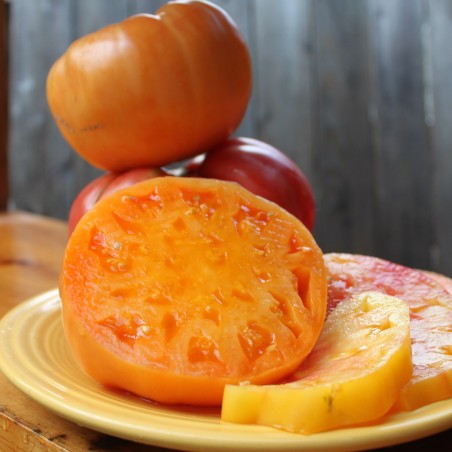 Price: €1.85 - Sementes de Tomate Persimmon Orange - Seeds Gallery