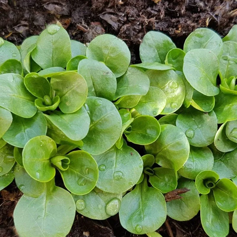 Corn Salad Lettuce 2000 Seeds