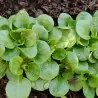 Corn Salad Lettuce 2000 Seeds