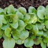 Price: €6 - Salata Matovilac 2000 semena - 