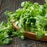 Graines De Salade Mâche