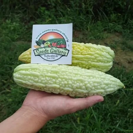 Weiße Bittermelone, Bittergurke Samen (Momordica Charantia)