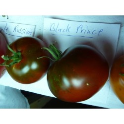 Graines Tomate ancienne noire 'Black Prince'