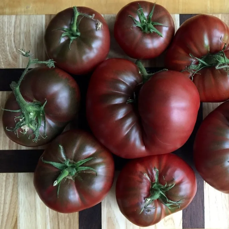 Black Krim Tomaten Samen