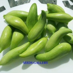 Price: €3.5 - Sementes de Pepino dos Incas - trepador - Seeds Gallery