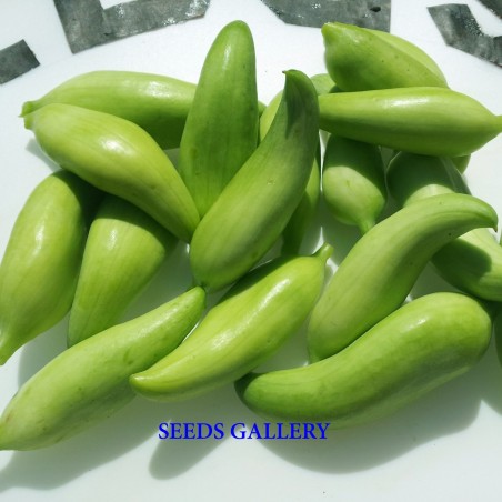 Price: €3.5 - Graines de CONCOMBRE DES ANDES - Seeds Gallery