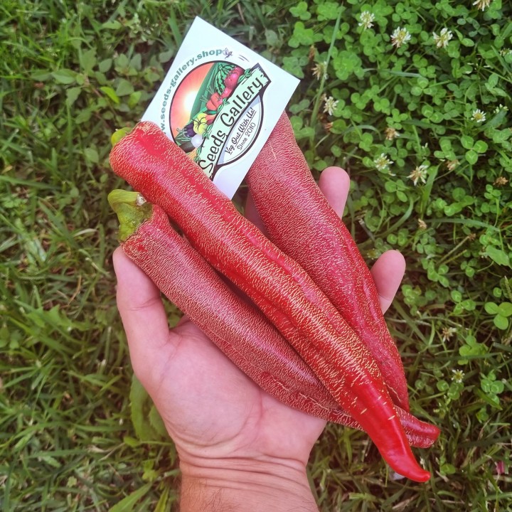 "Vezanka" Chili 500 Seeds Old Serbian variety - 67.5