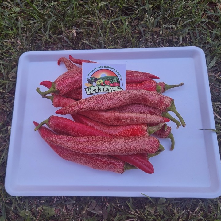 "Vezanka" Chili 500 Seeds Old Serbian variety - 67.5