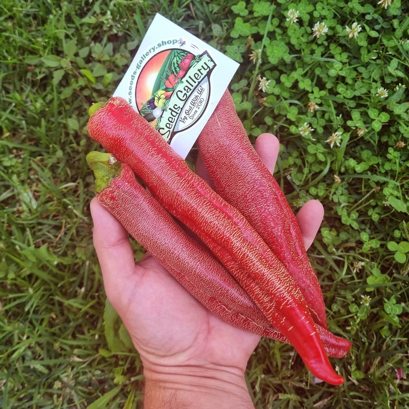 Price: €1.95 - Sementes pimenta Vezanka antigo variedade sérvio - Seeds Gallery