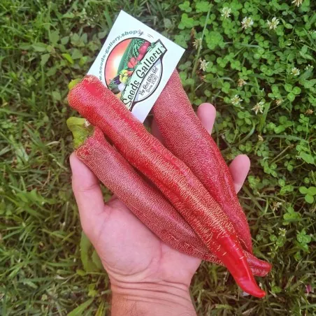 Graines de piments Vezanka variété ancienne Serbie