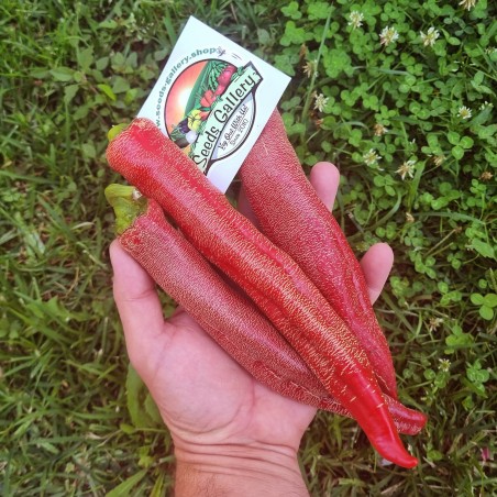 Price: €1.95 - Semi di peperoncino Vezanka vecchia varietà dalla Serbia - Seeds Gallery