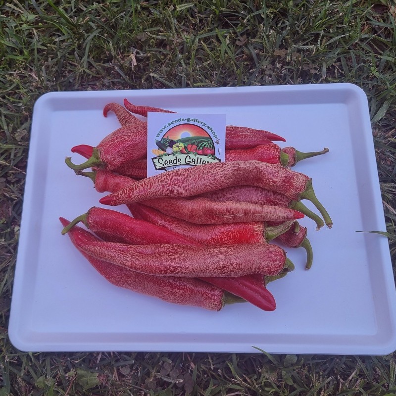 Price: €1.95 - Sementes pimenta Vezanka antigo variedade sérvio - Seeds Gallery