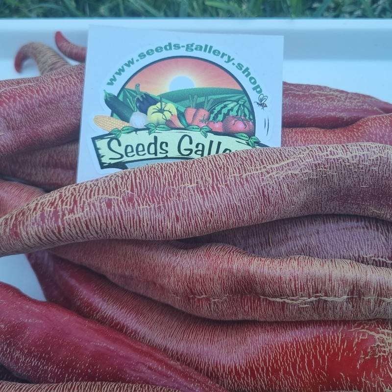 Price: €1.95 - Sementes pimenta Vezanka antigo variedade sérvio - Seeds Gallery