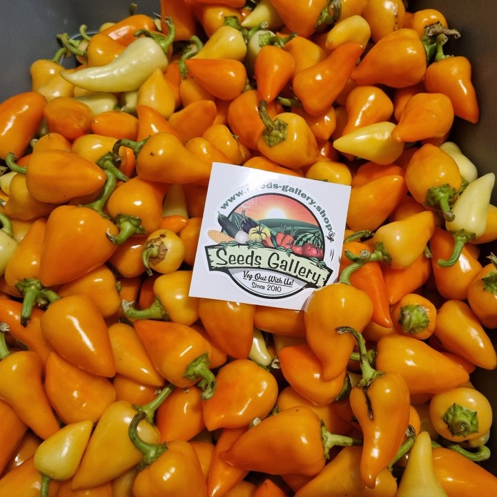 Nasiona Chili Pomarańczowej Piramidy - 1.755