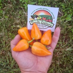 Orange Pyramid Chili Seeds...