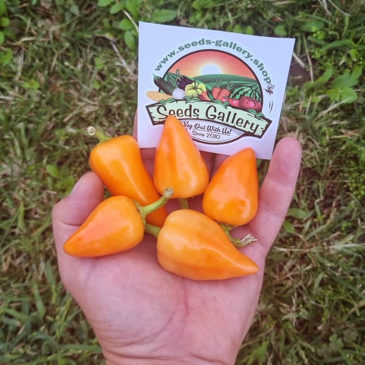 Nasiona Chili Pomarańczowej Piramidy - 1.755