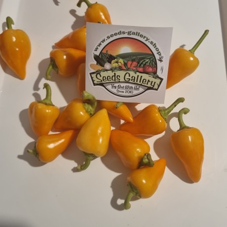 Orange Pyramide Chili Samen (Capsicum annuum)