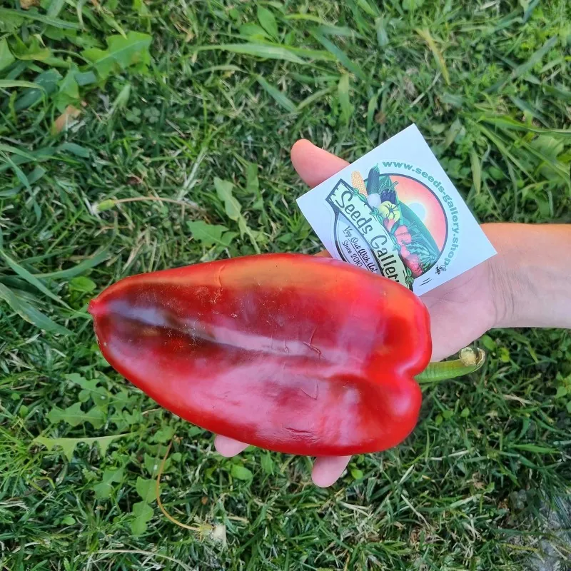 1100+ Samen Riesenpaprika Elefantenohr